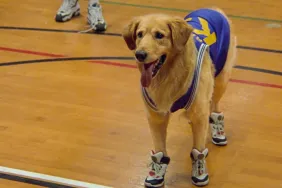 Air Bud Movie Collection Heading to Disney+ in October